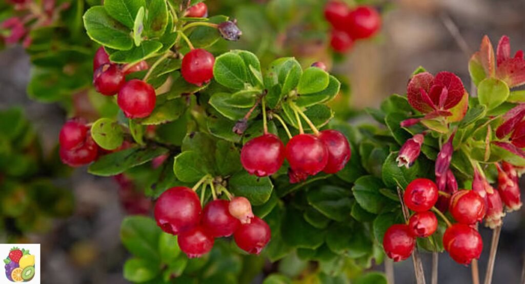 Ohelo Berry