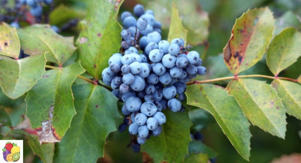 Oregon Grape