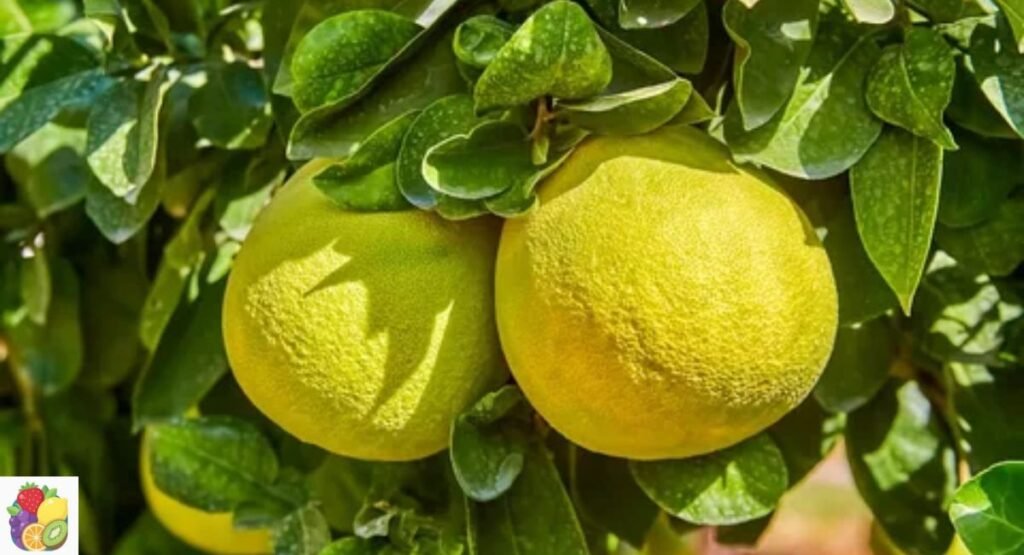 Oroblanco