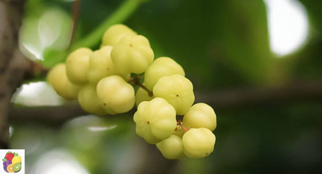 Otaheite Gooseberry